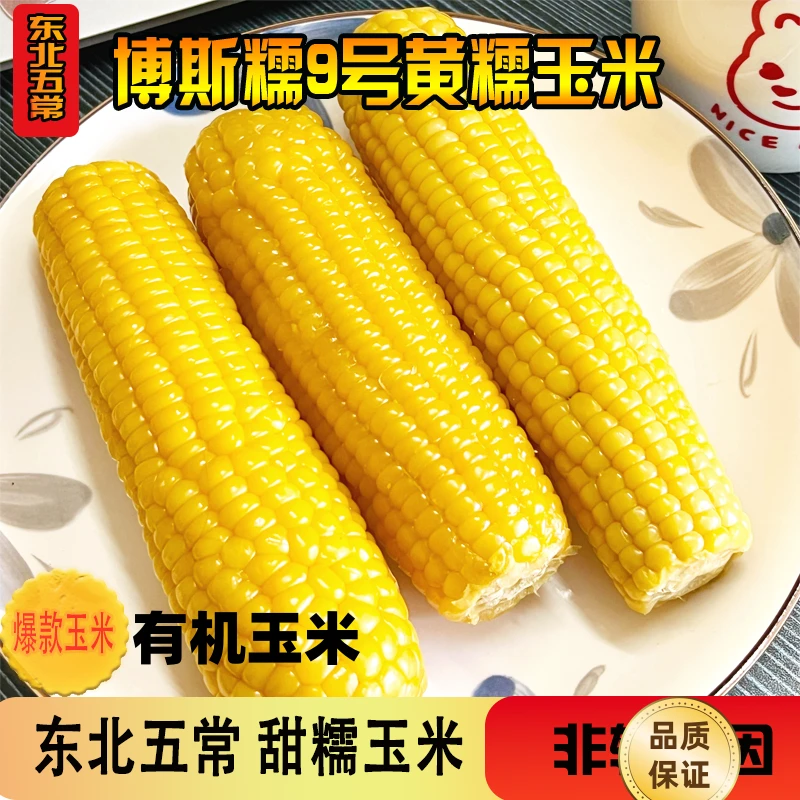 【试吃一根】东北黄糯玉米五常有机玉米博斯糯9号玉米一箱10根