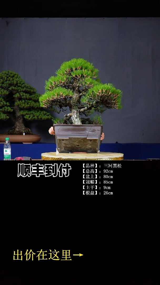 无花朵三河黑松bubaoyoi