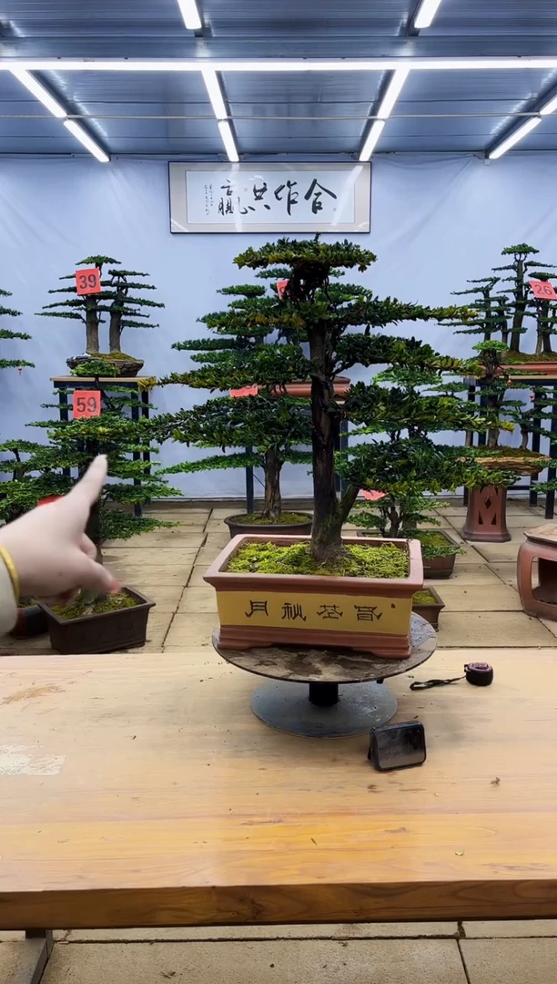 【闪购商品】高端盆景一物一拍，所见即所得