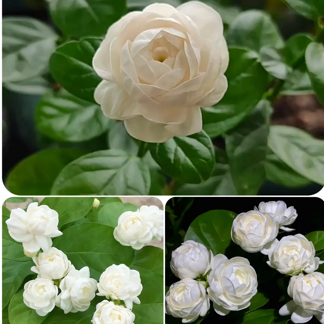 花朵上有颗“珍珠”的圆叶宝珠茉莉花卉，花和叶都很好看的重瓣茉莉