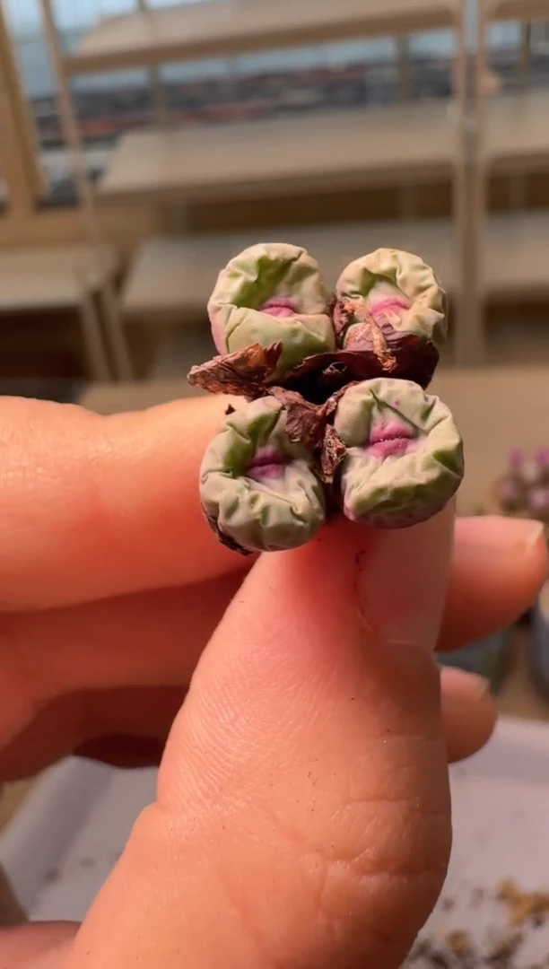 28-54多肉植物肉锥se