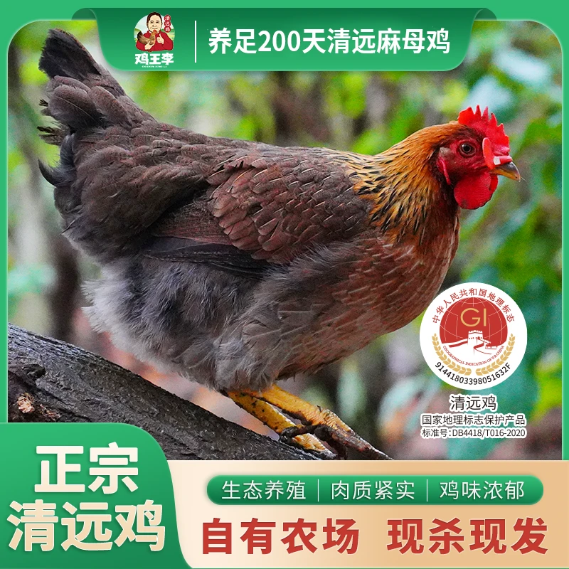 【广东省内专属】鸡王李正宗清远鸡1kg*2现杀现发肉质新鲜热鲜鸡