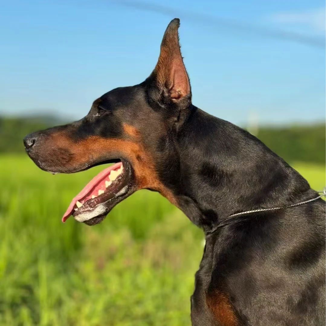 【阜阳旭博杜宾犬舍】杜宾犬宠物活体狗狗幼犬