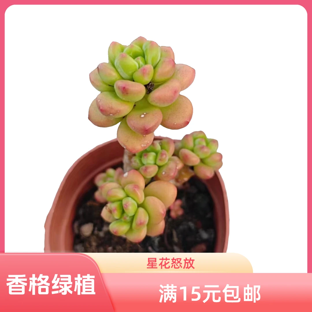 香格里拉满15元包邮星花怒放阳台露台 办公室绿植植