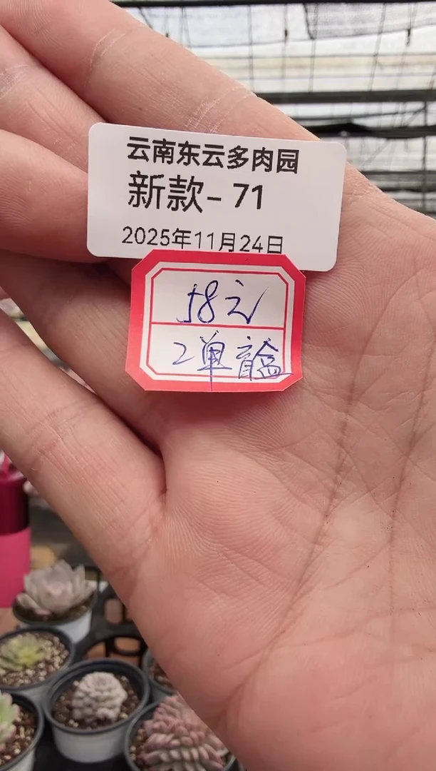 东云多肉园新款-71（盲盒）
