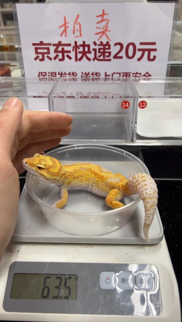 豹纹守宫00000000000