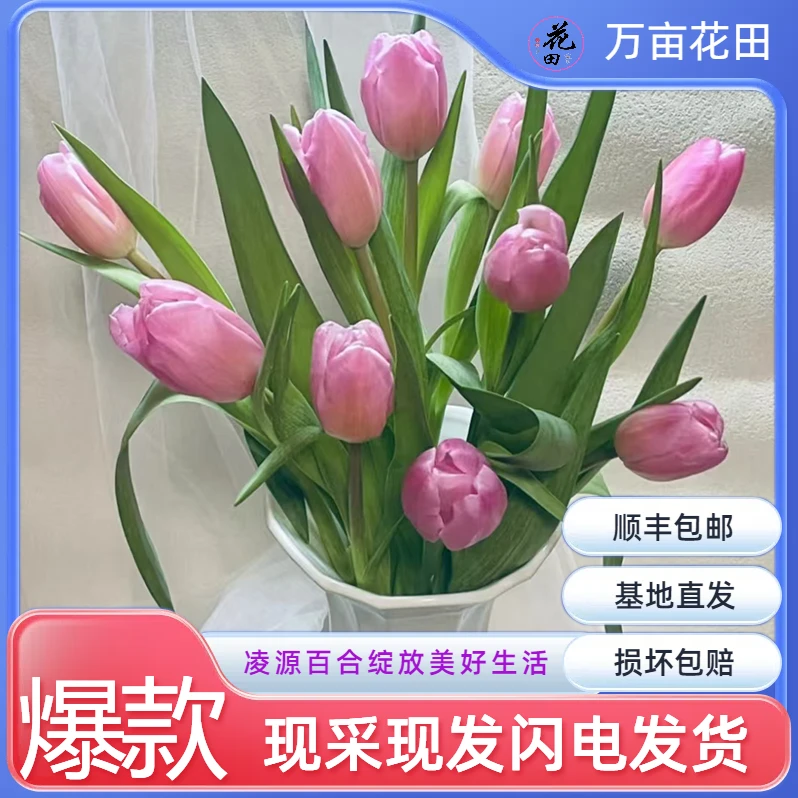 【郁金香粉色】郁金香网红款家里水养鲜切花办公室插花东北基地包邮