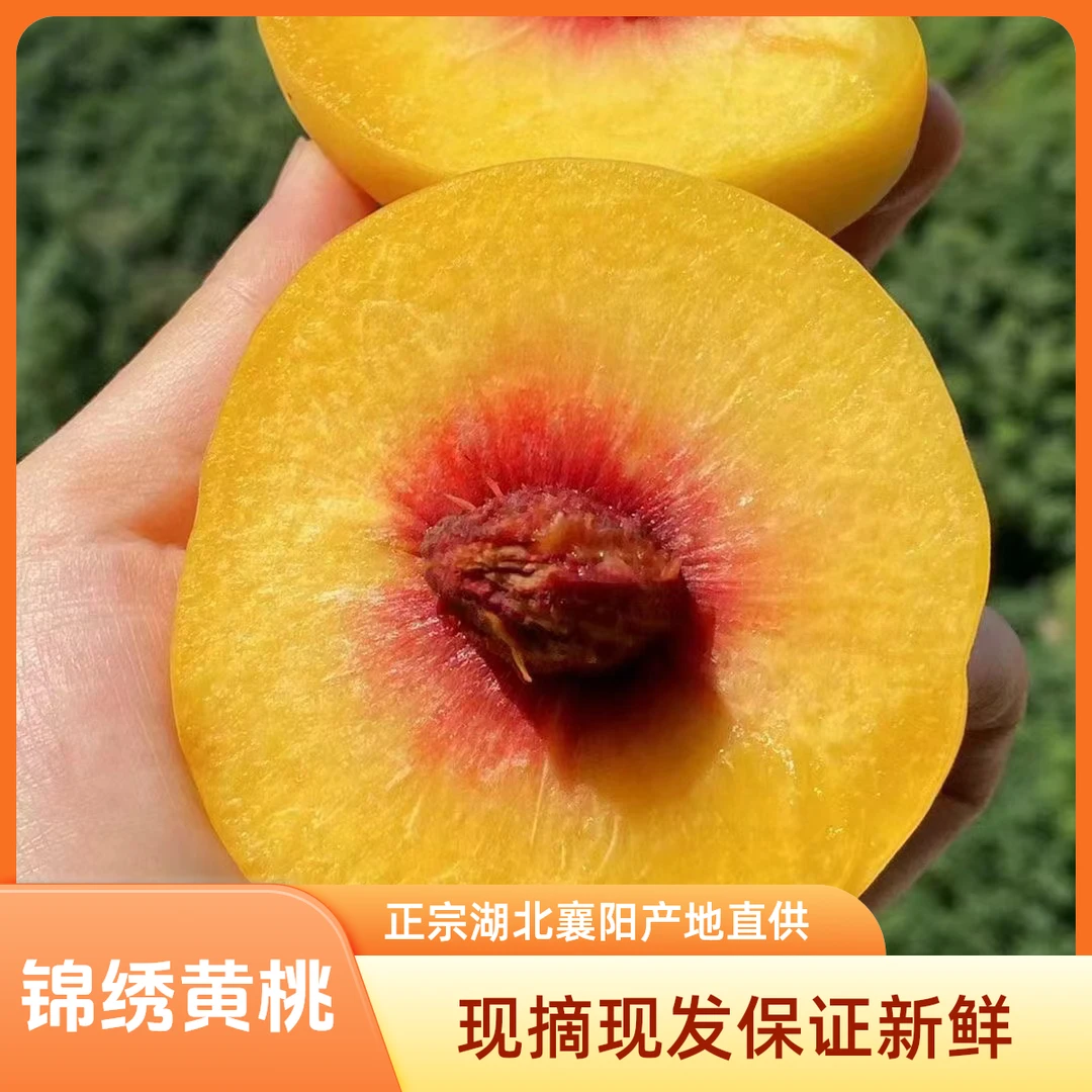 【现摘现发】正宗湖北襄阳山地露天锦绣黄桃/黄肉红心软硬两吃4.5斤