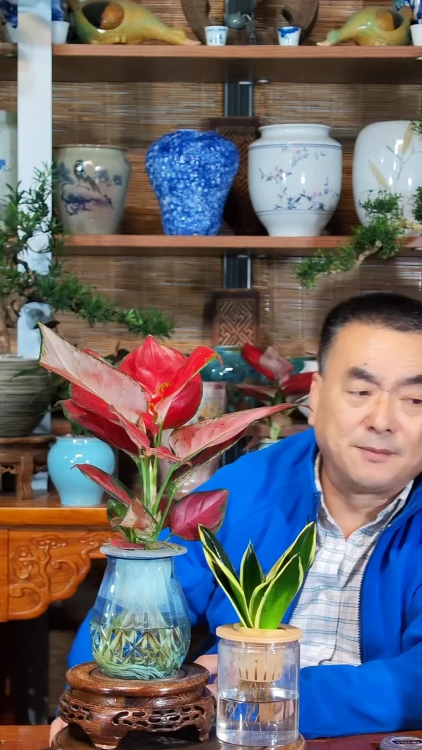 无花朵人**梦水之韵水培如意+荷花兰