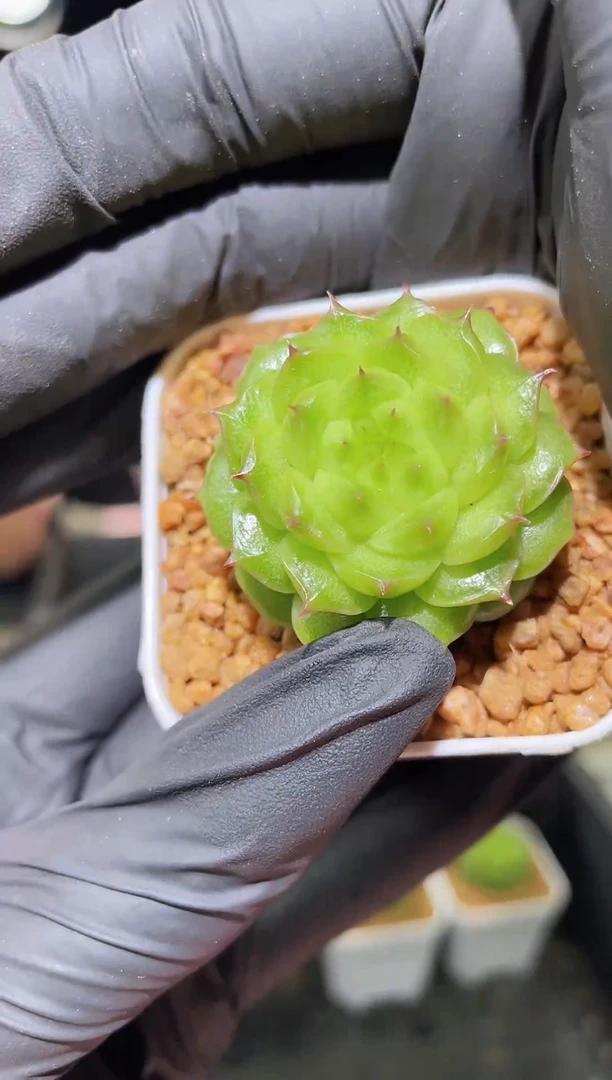 1280 绿晶晶珍妮  3.0厘米左右 量拍随机发