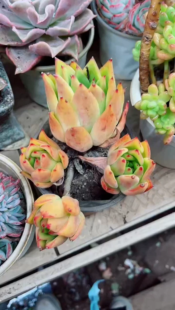 鱼*08030多肉植物一物一拍
