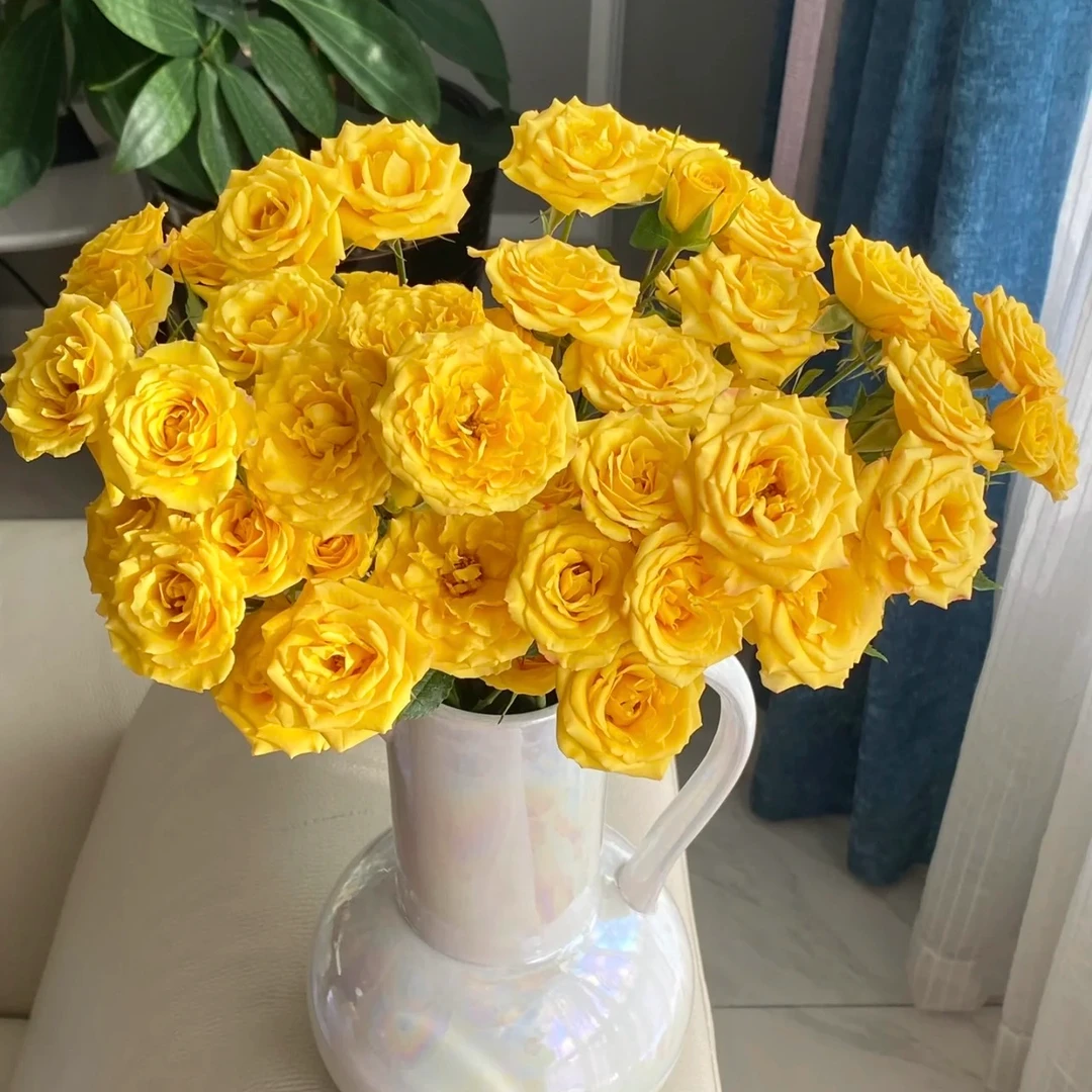 【梦幻芭比多头玫瑰】任意两单及两单以上鲜花顺丰包邮发货