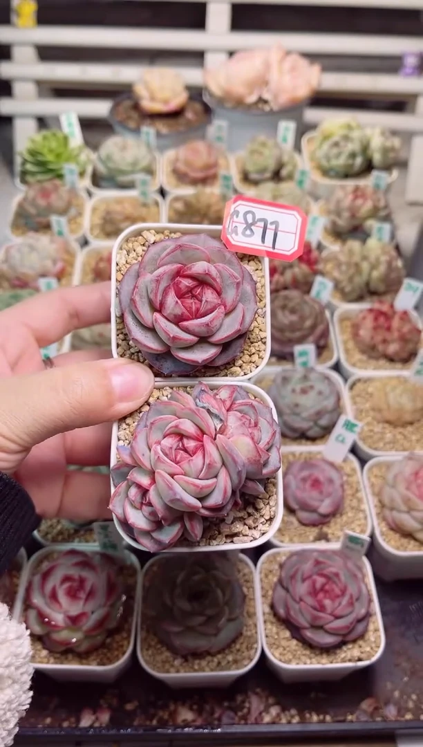 【闪购商品】G877偷心两个一物一拍