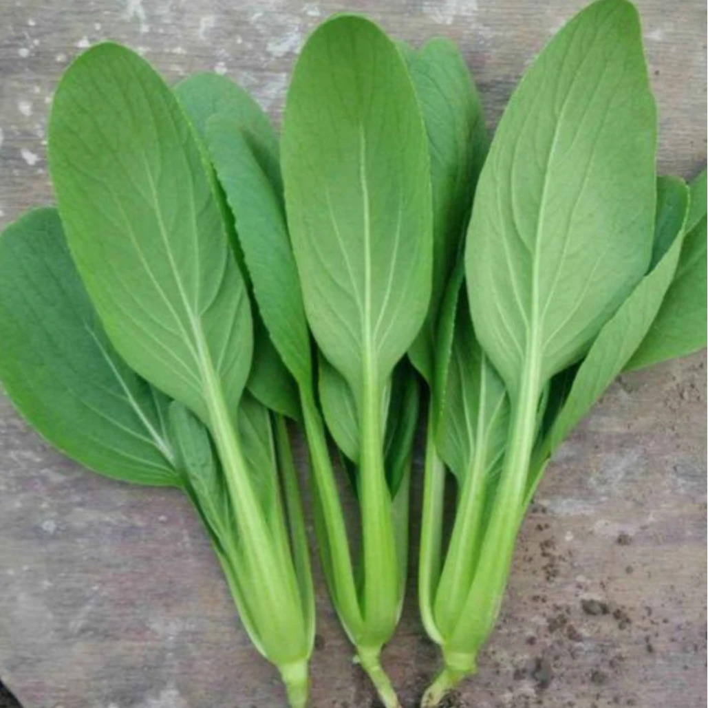 【全店满5元包邮】鸡毛菜种子 家庭种植 简单易上手