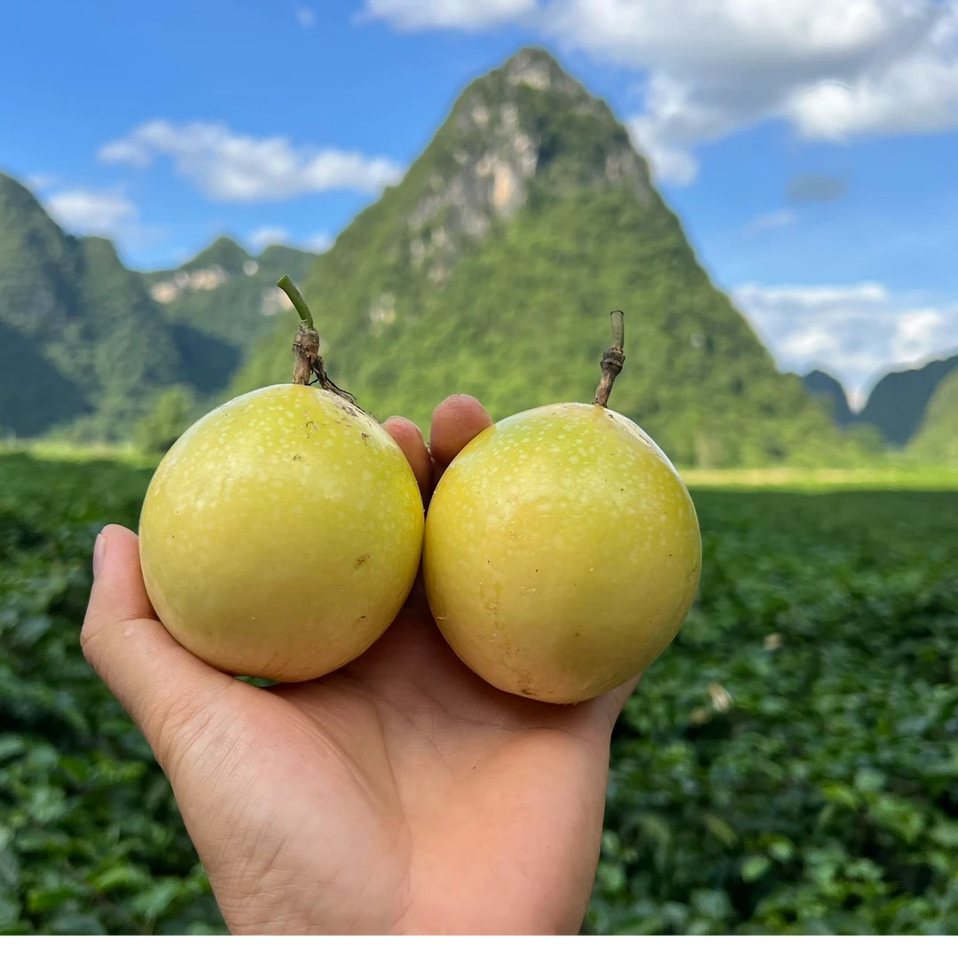 钦蜜9号百香果喀斯特产区顺丰包邮