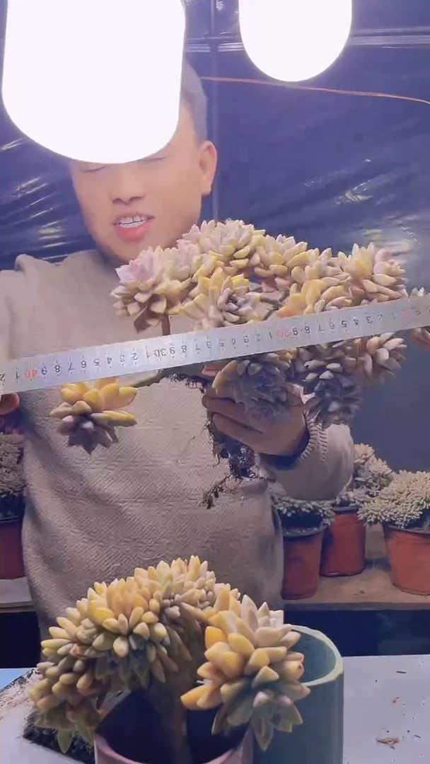 【闪购商品】缀化171