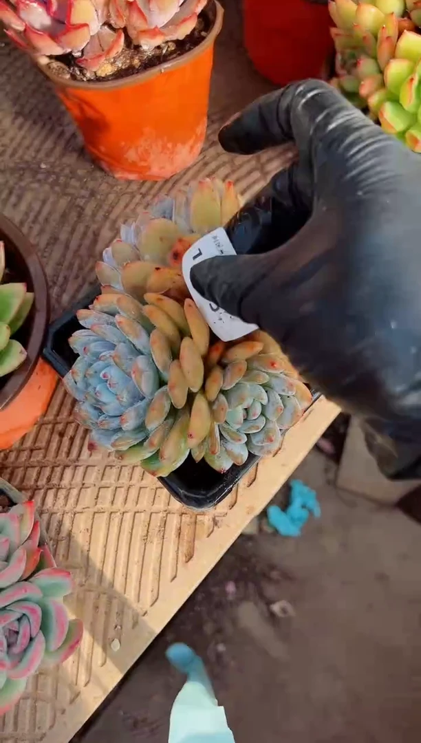 小*光多肉植物一物一拍11165