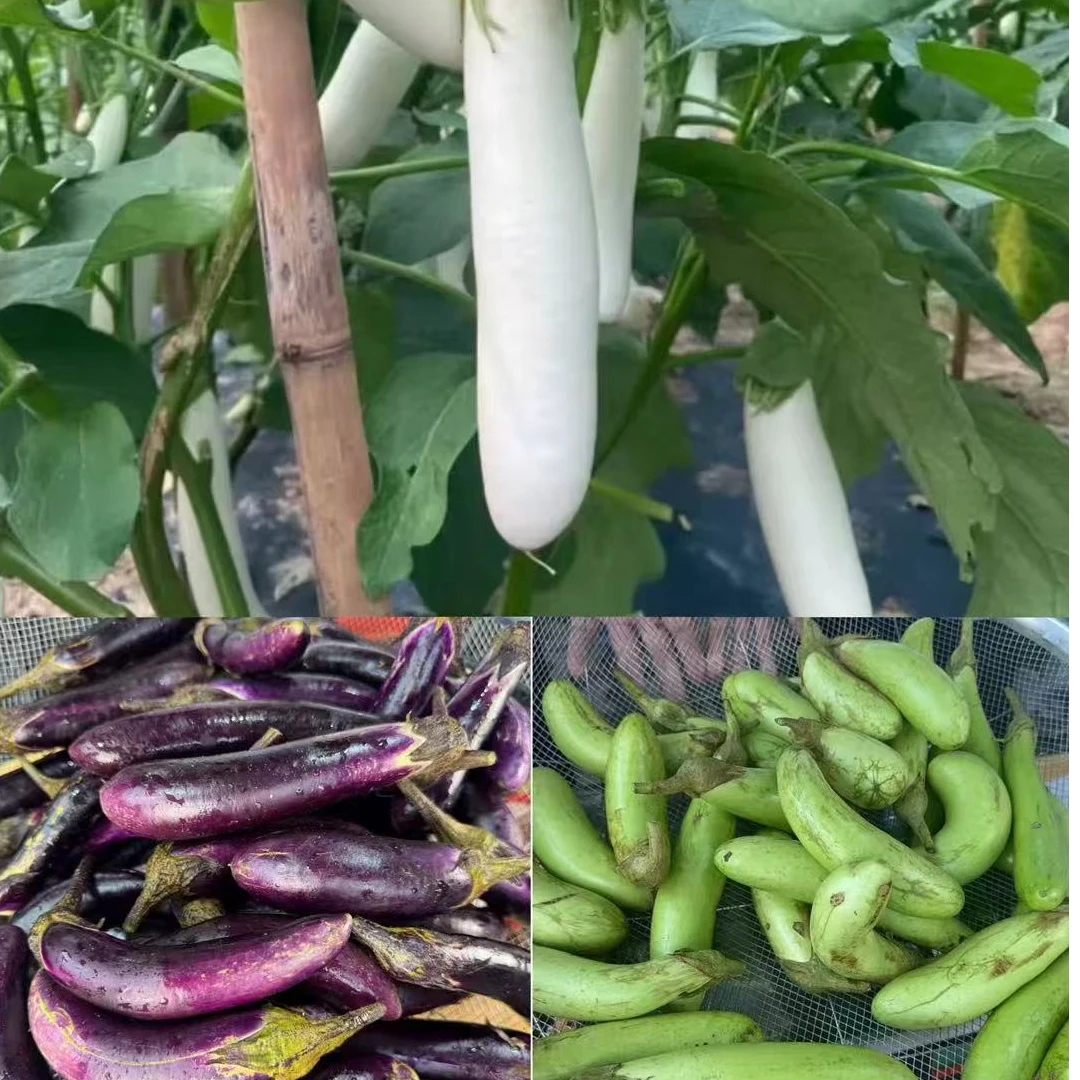 新鲜茄子混发 农户自种 现摘现发