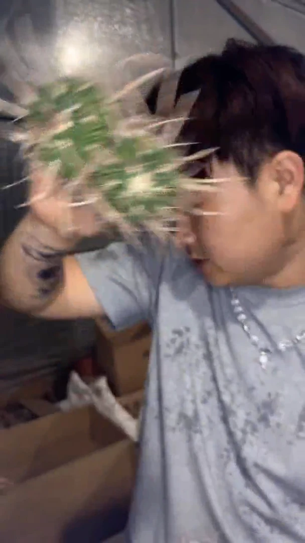 2颗 实生根 振武玉 6-8cm