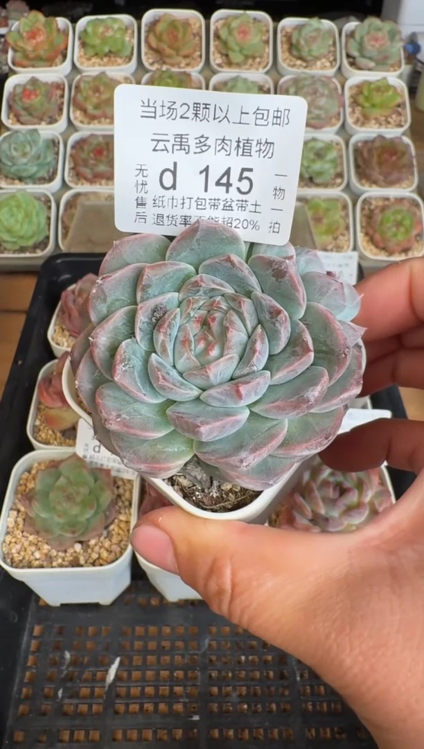 145d盆土发(6.5cm杯）一物一拍 珍妮多肉