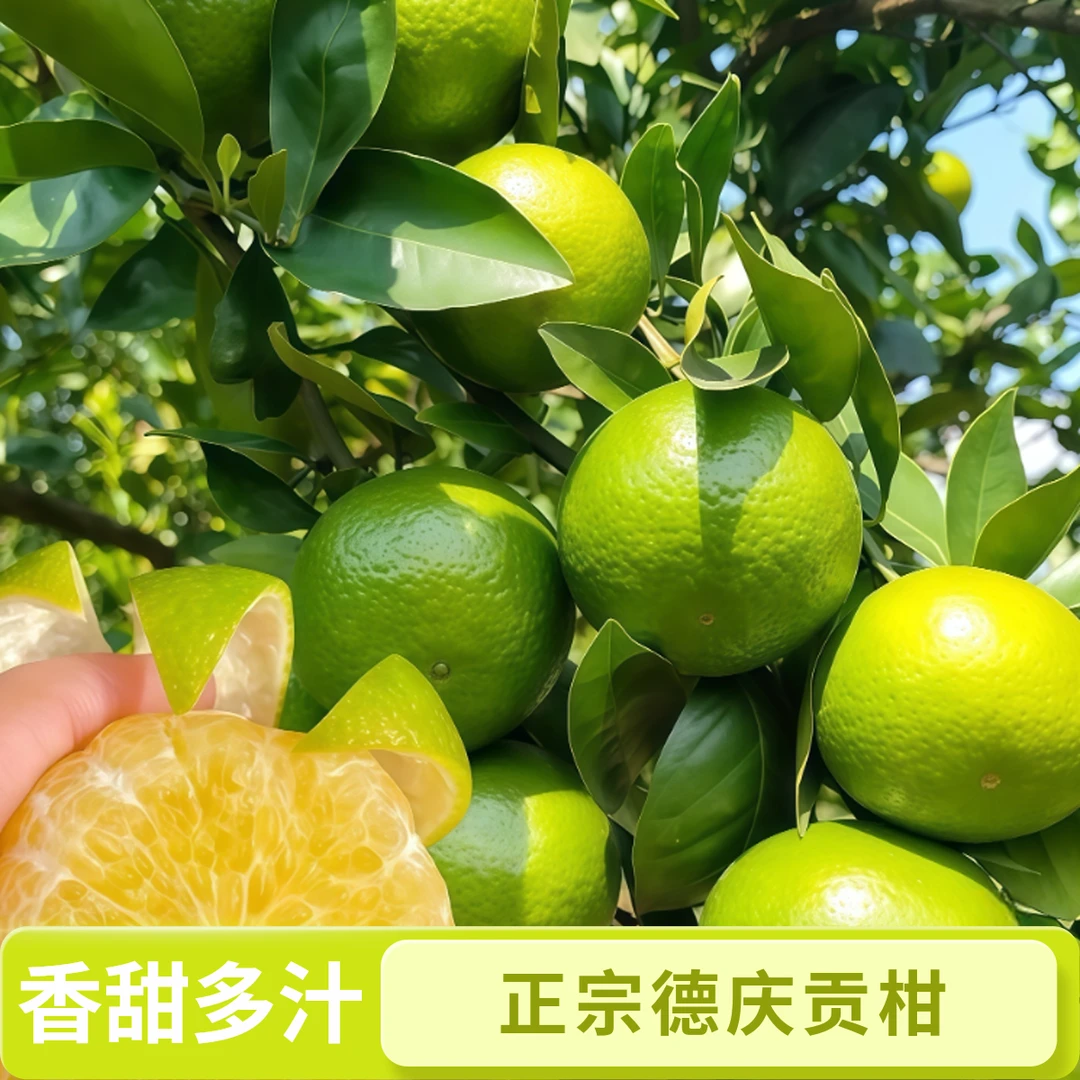 正宗德庆贡柑皇帝柑鲜甜多汁爽口化渣现摘现发孕妇水果营养丰富