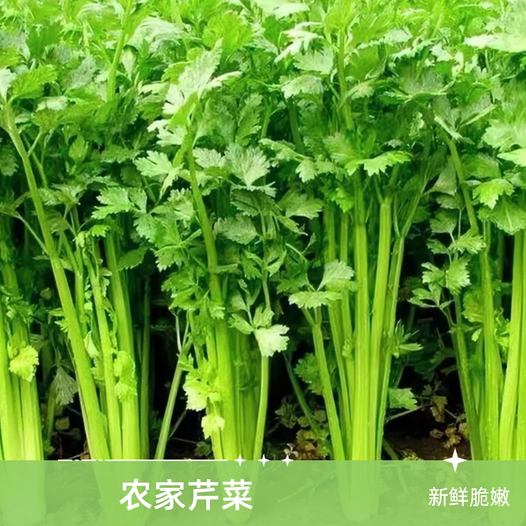 农家自种新鲜芹菜  新鲜玻璃脆芹 芹菜 坏烂包赔