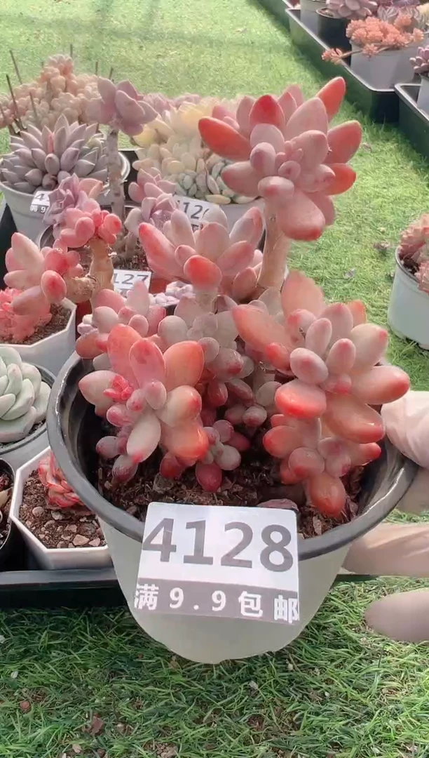 【闪购商品】信福多肉一物一拍