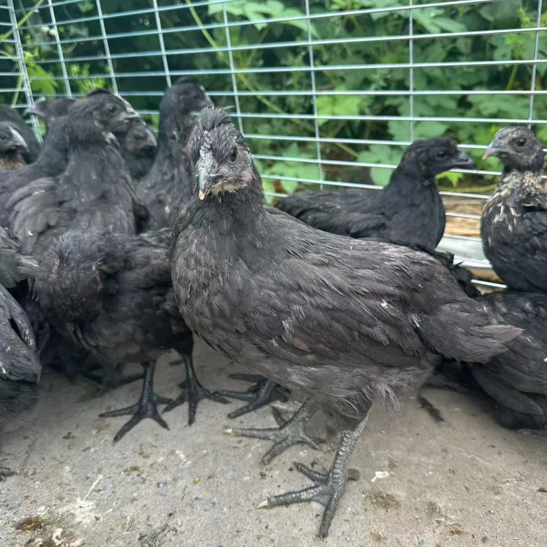 【12只】五黑鸡 绿壳蛋 宠物鸡半斤左右发货 顺丰包邮 DH