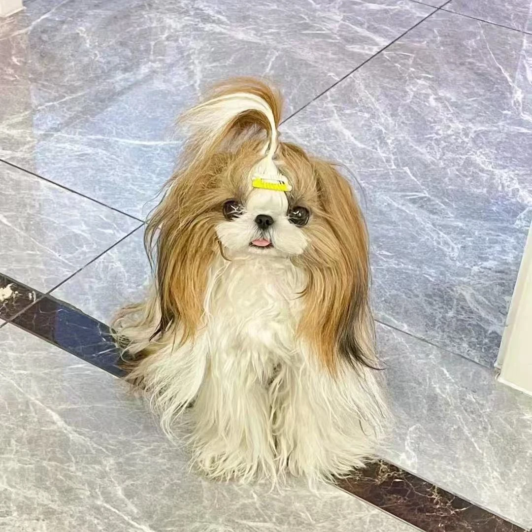 新(玲姐萌宠)T狗狗活体