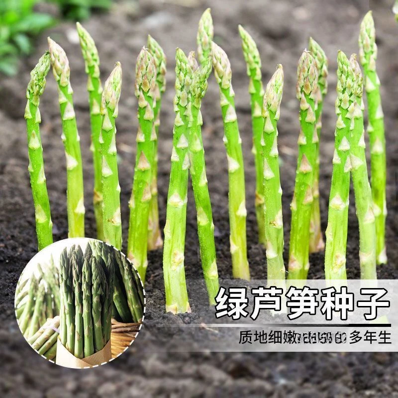 芦笋种子四季种植蔬菜之王进口绿芦笋种籽抗热耐