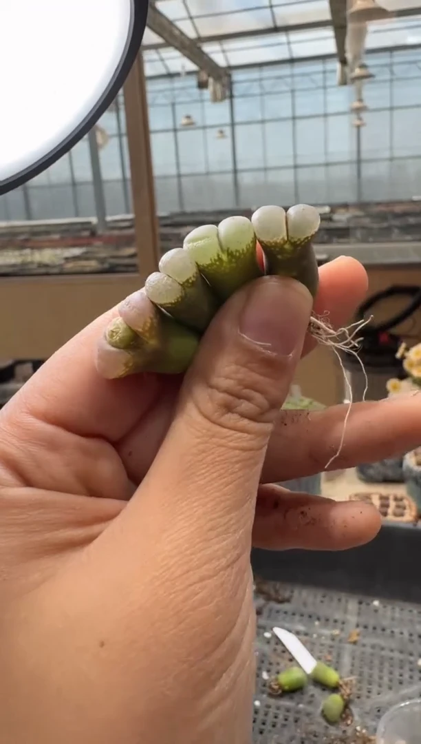 29-118多肉植物肉锥