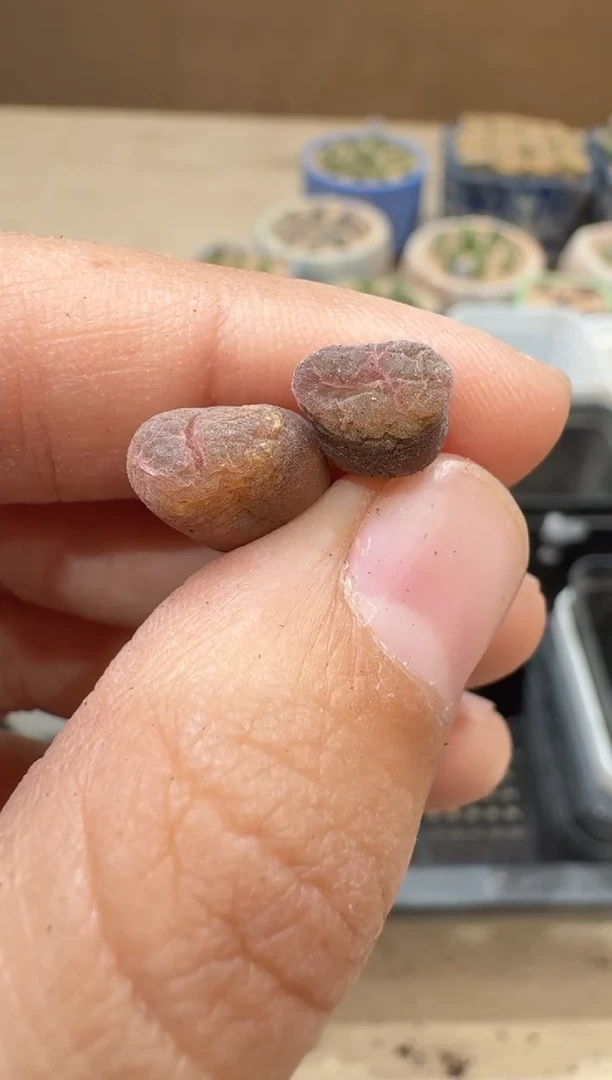 多肉植物肉锥16-10