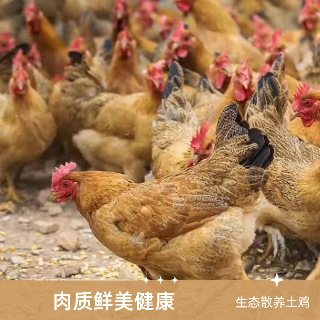 龙头土鸡170天（合适白切清水汤）