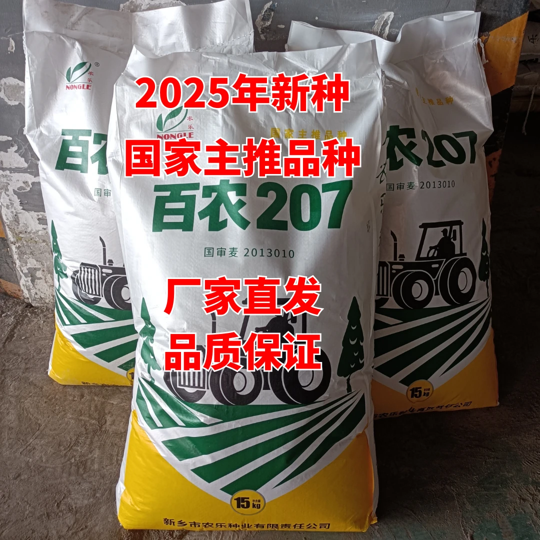 小麦种子批发厂家直销百农高产小麦种子207矮杆大穗抗倒批发推荐