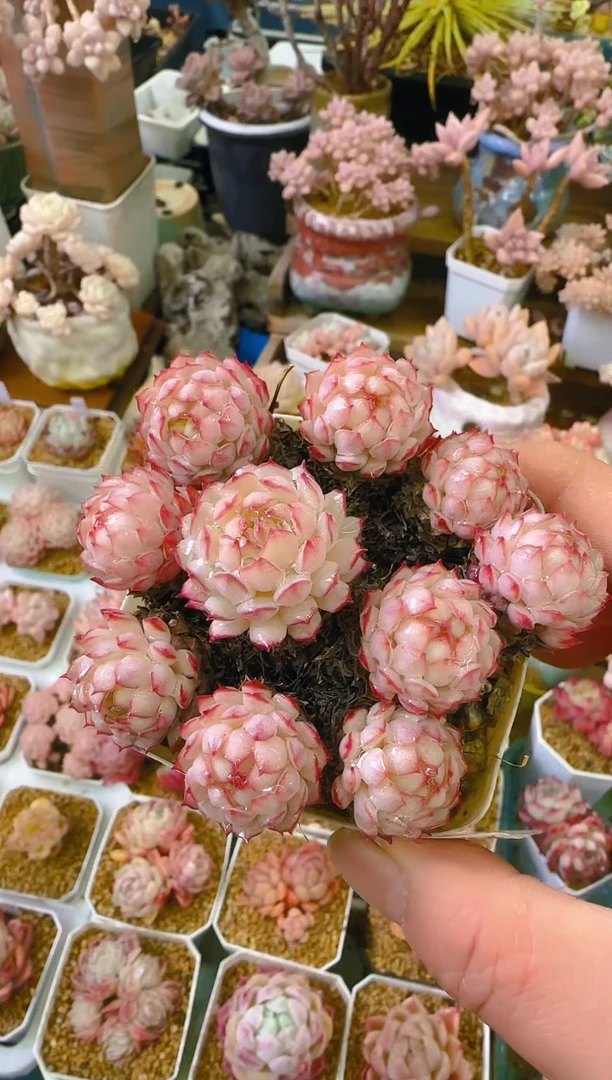 【闪购商品】乐—165—仙农（红二条）