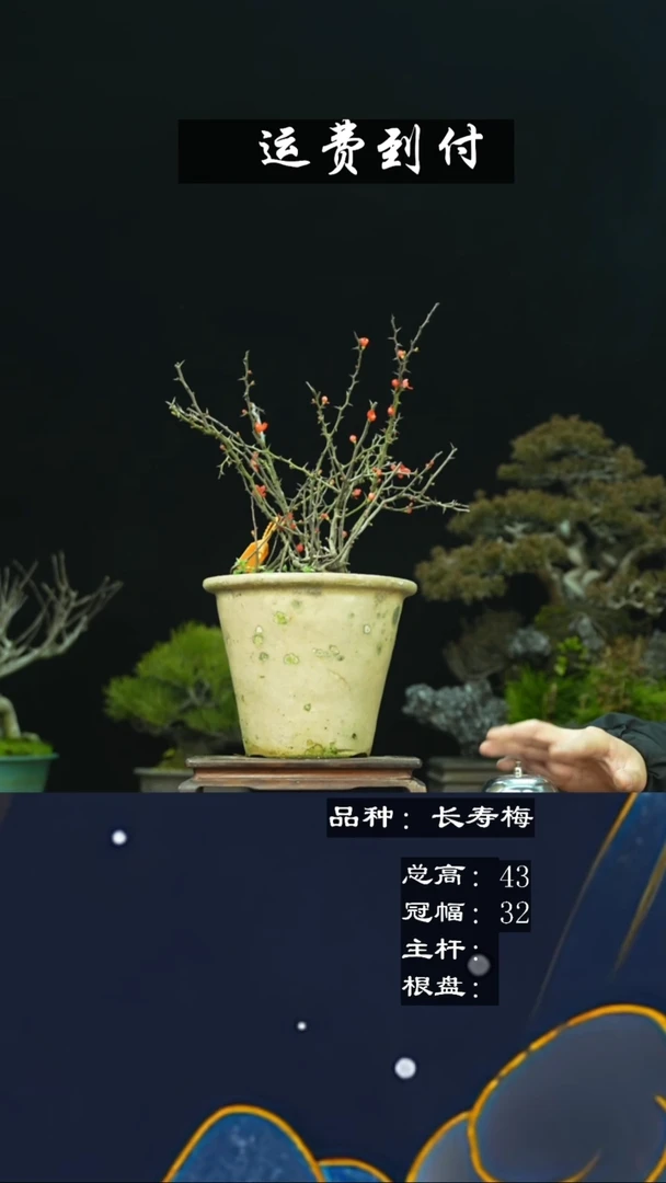 【闪购商品】无铅玻璃14949