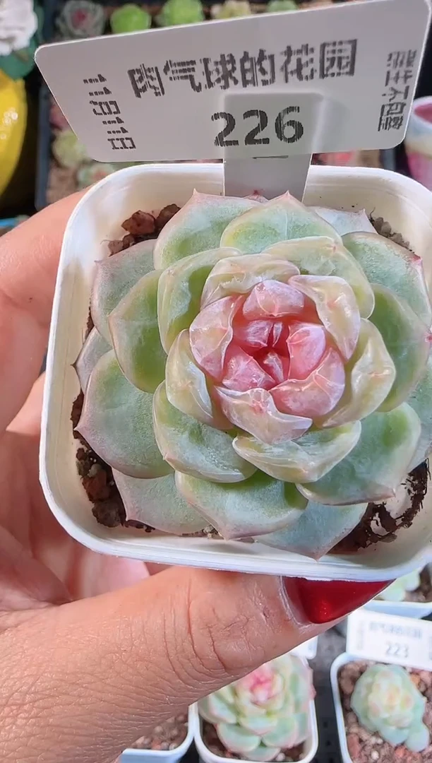 1111-226舒月群生不包整