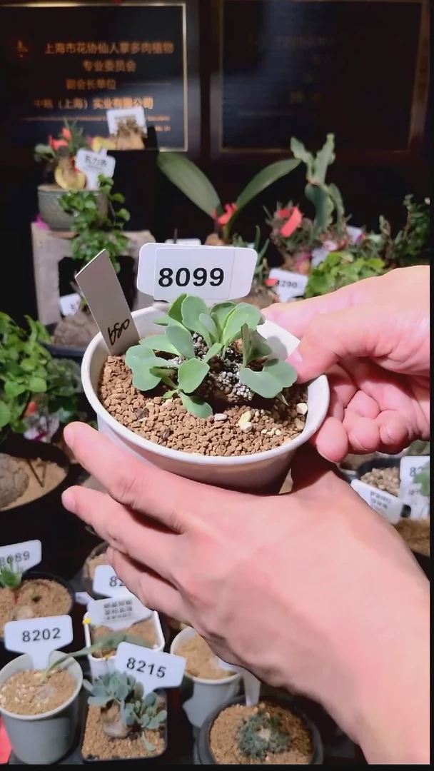 8099号1229精品植物 装甲厚墩菊