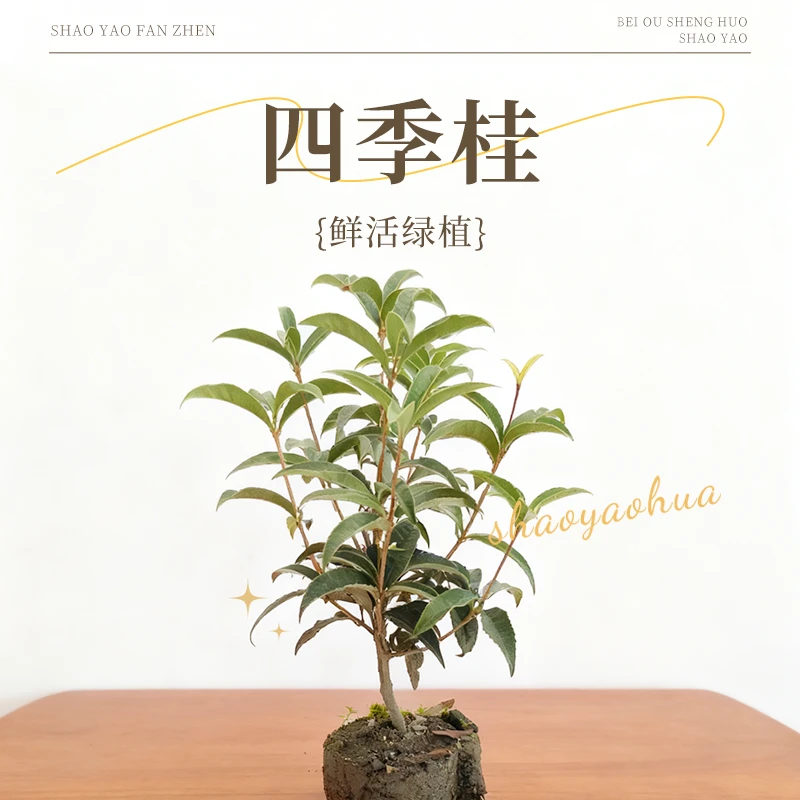 四季浓香桂花苗盆栽花卉型花开多季阳台庭院室内花园植物浓香味