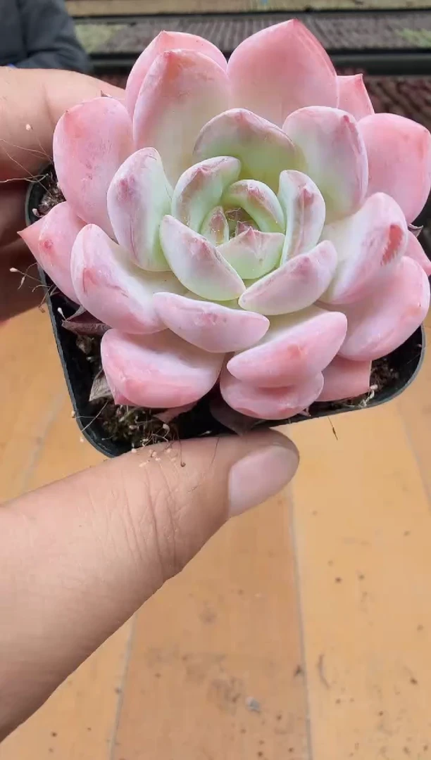 东云多肉园新款-169