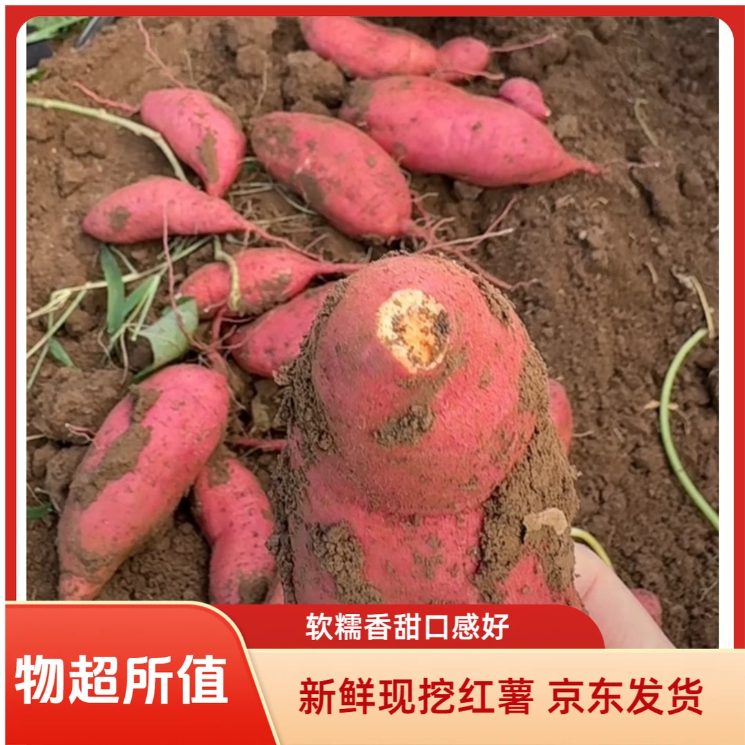 新鲜现挖红薯软糯香甜番薯地瓜蜜薯干面红薯现挖糯甜红薯高原云南