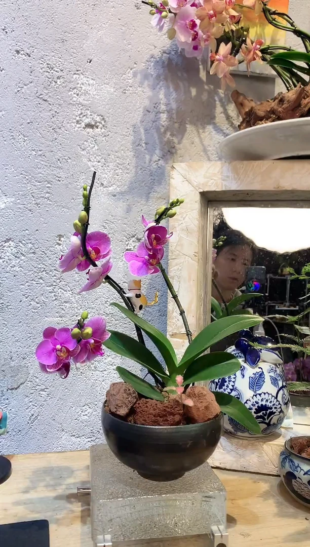 大部分花苞少量开放2141蝴蝶兰一物一拍