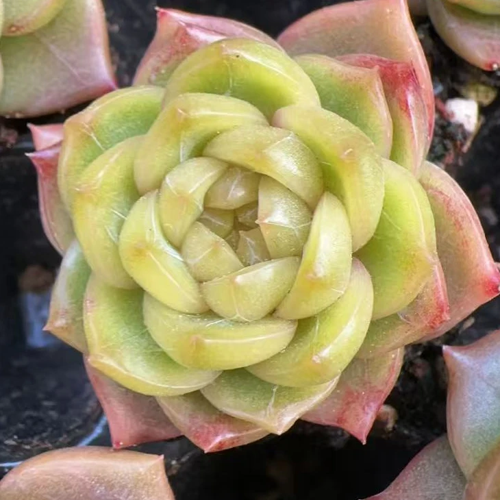 暗纹珍妮单头单头（2cm）脱土金先生精品多肉