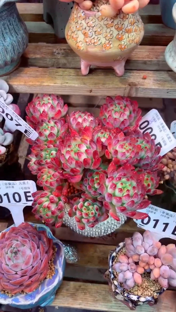 009E（一物一拍，精品多肉，w所见即所得