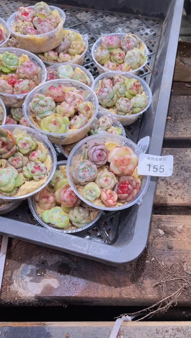 【闪购商品】155霸道珍妮量拍1盒