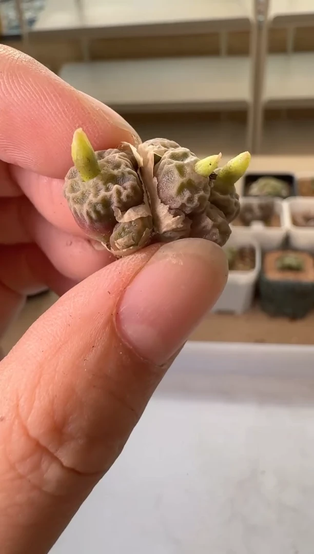 24-166多肉植物肉锥