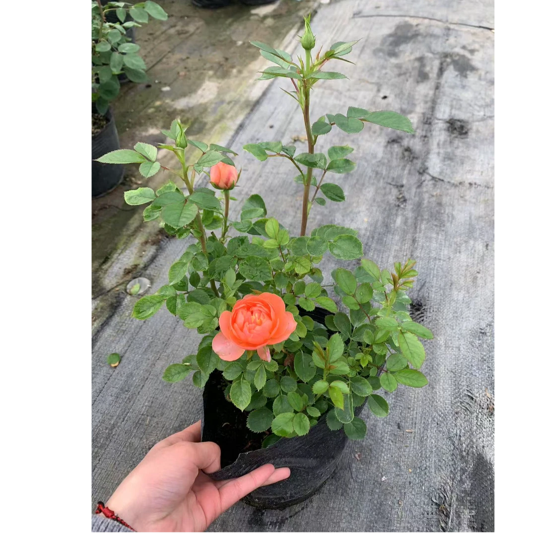 灌木月季一物一拍