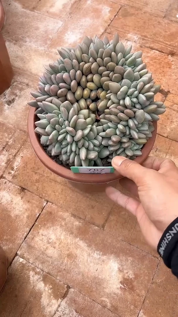 【闪购商品】767号桃花源缀多肉