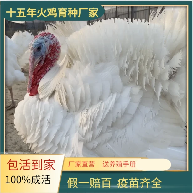 3斤  中型火鸡苗（尼古拉500系）