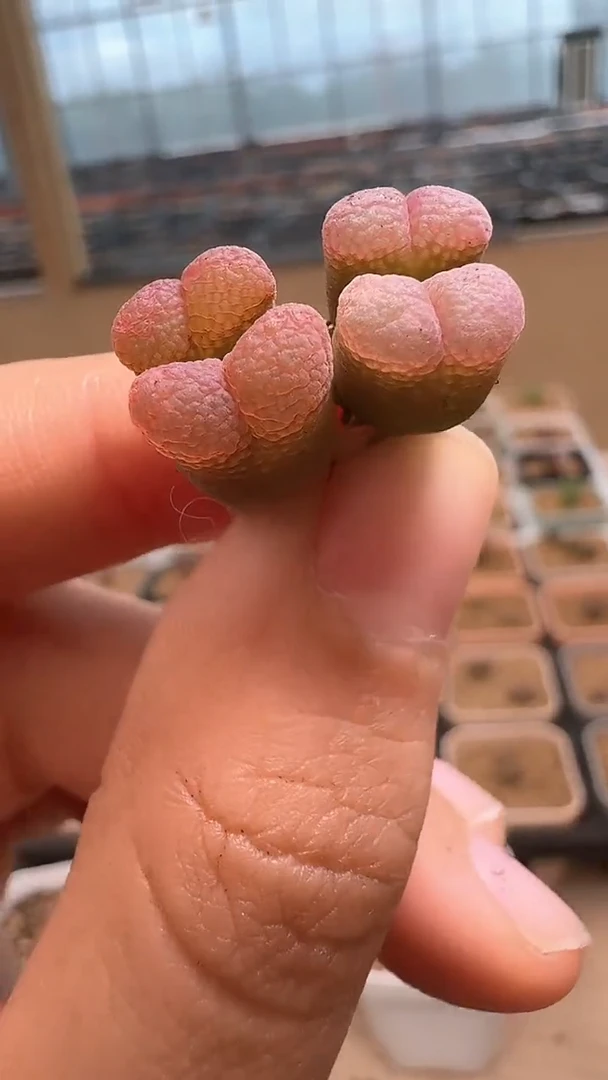 妙*佳美丽的肉石头12-168杨梅红2颗